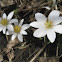 Bloodroot