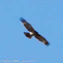 Bonelli's Eagle