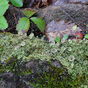 Cup Lichen or Caribou Lichen