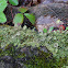 Cup Lichen or Caribou Lichen