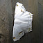 Moth