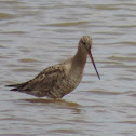 Marbled Godwit