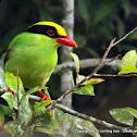 Green Magpie