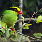 Green Magpie