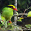Green Magpie