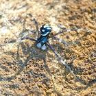 Southern black widow (immature male)