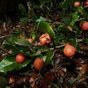 Cherry Gall Wasp