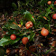 Cherry Gall Wasp