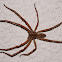 Rain Spider (male)