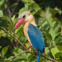 Stork billed Kingfisher