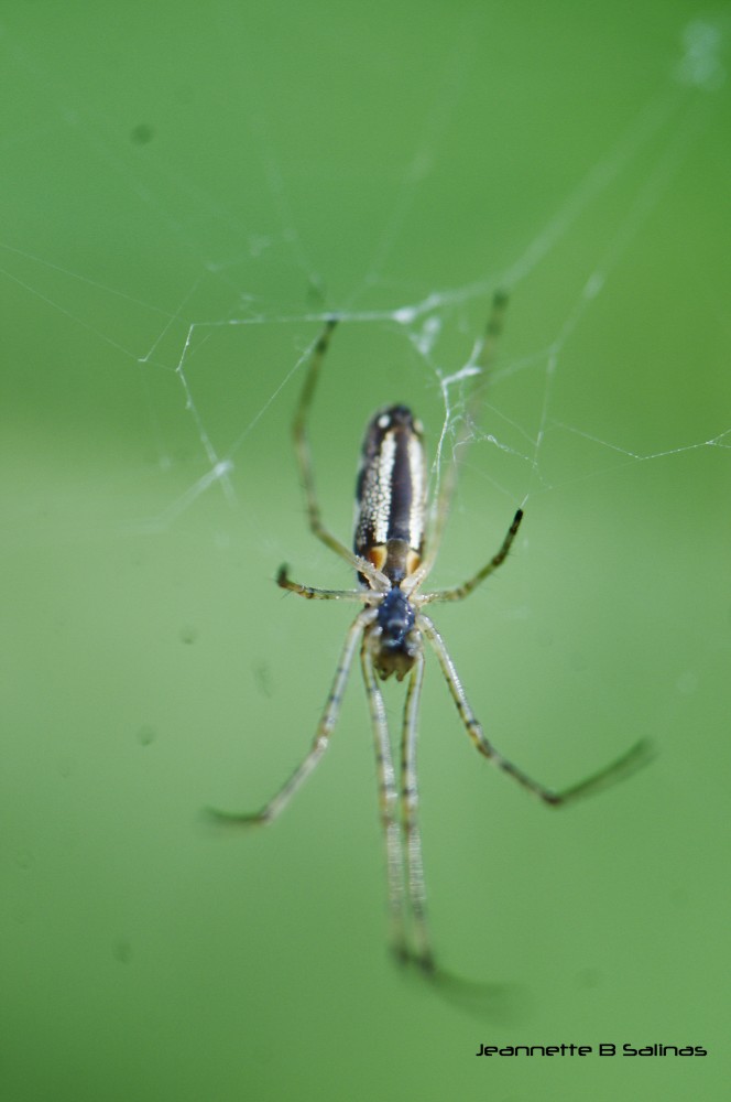 Tetragnatha extensa