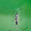 Tetragnatha extensa