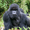 Mountain Gorilla