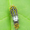 Mimoides Swallowtail Caterpillar