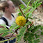 Acacia de tres espinas