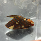 Royal Walnut Moth
