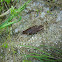 Arion (gastropod)