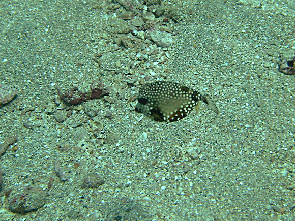 Spotting Image 1