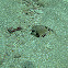 Smooth Trunkfish
