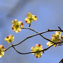 Dogwood