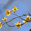 Dogwood