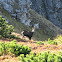 Carpathian chamois