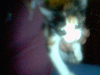 Gatita Amorosa Doy A Quien Ame Los Animales