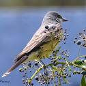 Cassin's Kingbird