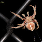 Barn Spider