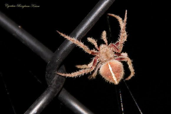 Spotting Image 1