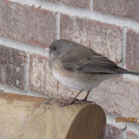 Blue-gray Gnatcatcher