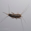 Four-lined Silverfish