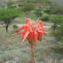 Grass Aloe