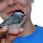 Carolina Chickadee