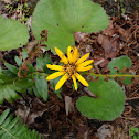 Summer Ragwort