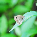 Ringlet butterfly