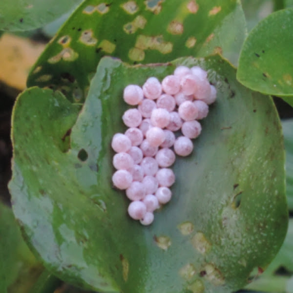 Apple Snail eggs Project Noah