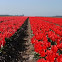 Tulip