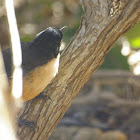 Southern Boubou