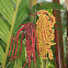 Wild Areca Palm