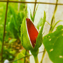Heirloom red rose