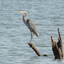 Great Blue Heron