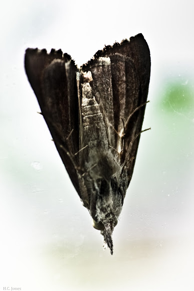 Spotting Image 1