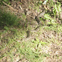 Garter Snake