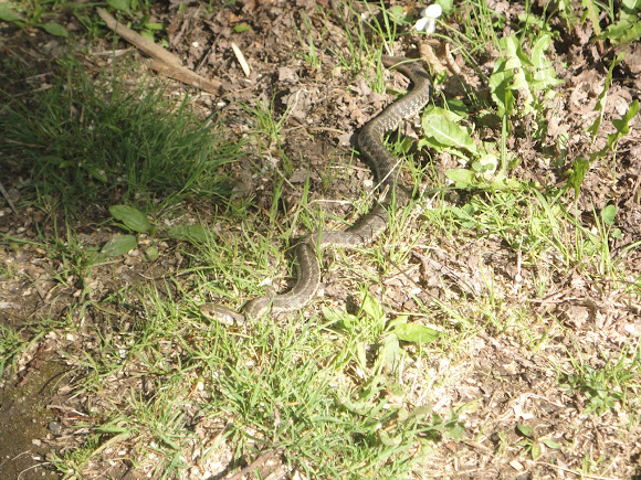 Spotting Image 1
