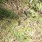 Garter Snake