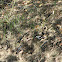 Pied Water Tyrant