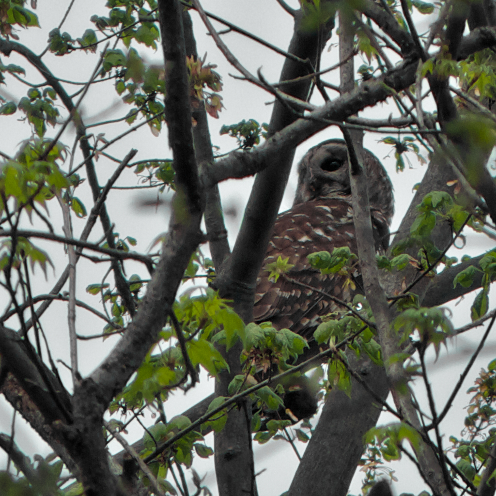 Barred Owl (predator-prey)