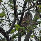 Barred Owl (predator-prey)