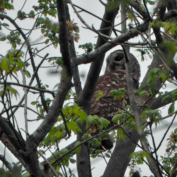 Spotting Image 1